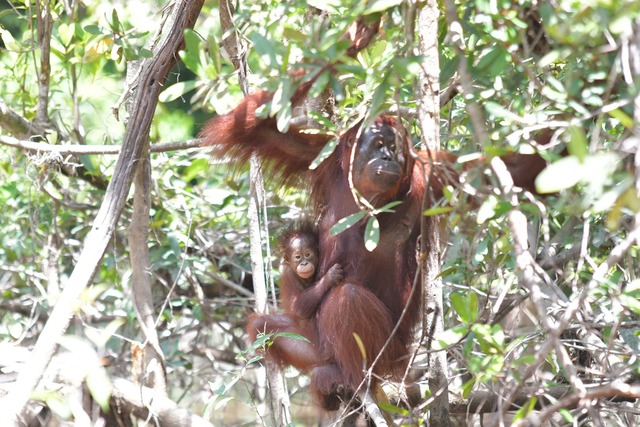 Orang-Utan-Weibchen Melata hatte sich ...chwand dann aber spurlos im Dschungel.  | Foto: Bos Foundation/dpa