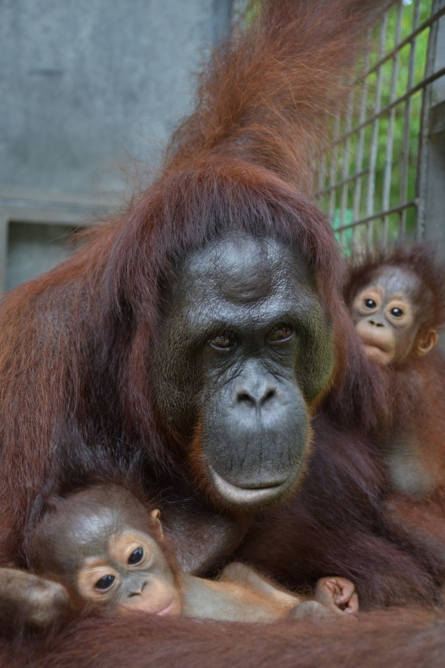 Das Orang-Utan-Weibchen Du hat mit der Adoption auch Experten &uuml;berrascht.  | Foto: Bos Foundation/dpa