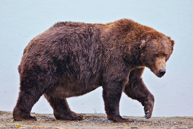 Wegen seiner K&ouml;rperf&uuml;lle hat B&auml;r 747 den Spitznamen "Jumbo Jet".  | Foto: E. Johnston/National Park Service via AP/dpa