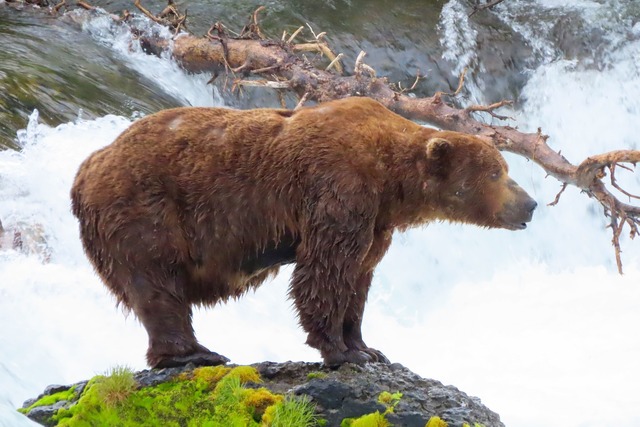 Zu Beginn des Sommers ist B&auml;r 32 Chunk noch recht d&uuml;nn.  | Foto: T. Carmack/National Park Service via AP/dpa