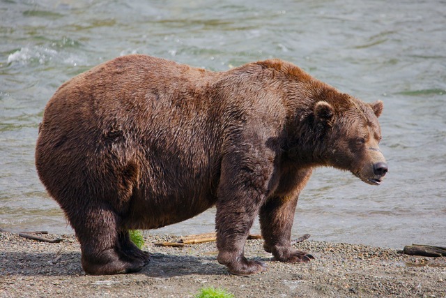 Chunk hat am Ende des Sommers ordentlich an Gewicht zugenommen.  | Foto: E. Johnston/National Park Service via AP/dpa