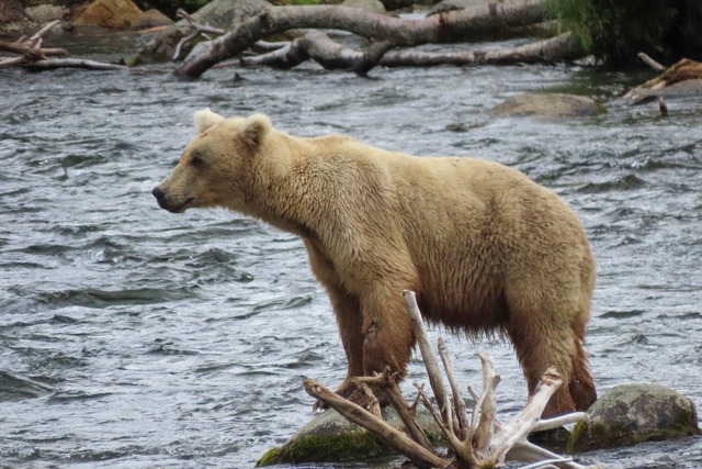 Das B&auml;renweibchen Grazer ist zu Beginn des Sommers noch recht mager.  | Foto: T. Carmack/National Park Service via AP/dpa