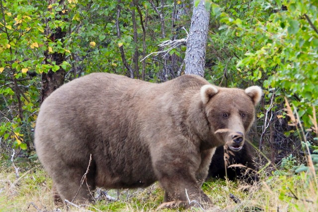 &Uuml;ber die Sommermonate konnte die B&auml;rin Grazer viele Lachse fangen.  | Foto: M. Carenza/National Park Service via AP/dpa