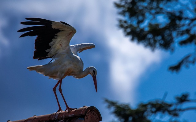 Erst vor rund 1000 Jahren kam der Storch nach Norddeutschland (Archivbild)  | Foto: Jens B&uuml;ttner/dpa