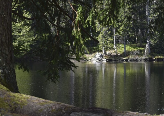 Von hohen Bumen umgeben: der Mathisleweiher in Hinterzarten.  | Foto: Silke Kohlmann