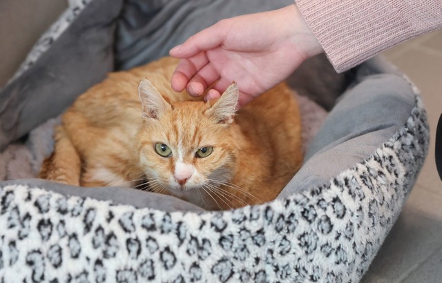 Kater Albert toleriert die menschliche N&auml;he - ein Fortschritt.  | Foto: Daniel L&ouml;b/dpa