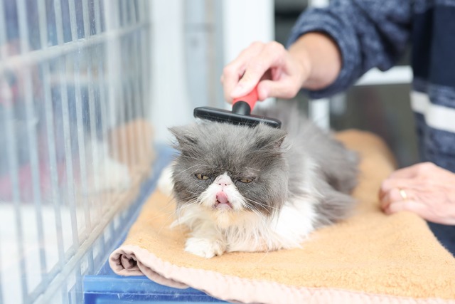 Neben Streicheleinheiten k&uuml;mmern ...eil auch mit um die Pflege der Katzen.  | Foto: Daniel L&ouml;b/dpa