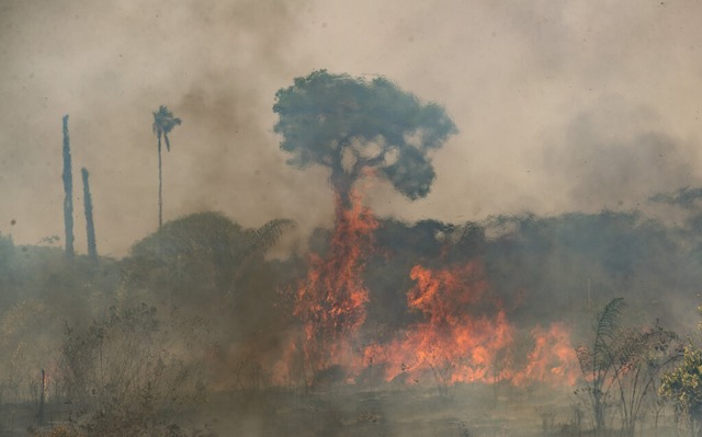 Mit Hilfe des Entwaldungsgesetzes soll...des im Amazonasgebiet gestoppt werden.  | Foto: Arne Penner (dpa) 