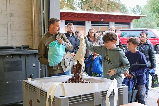 Kinder sammeln Kastanien fr den Basler Tierpark Lange Erlen – und bekommen Sackgeld und Smost