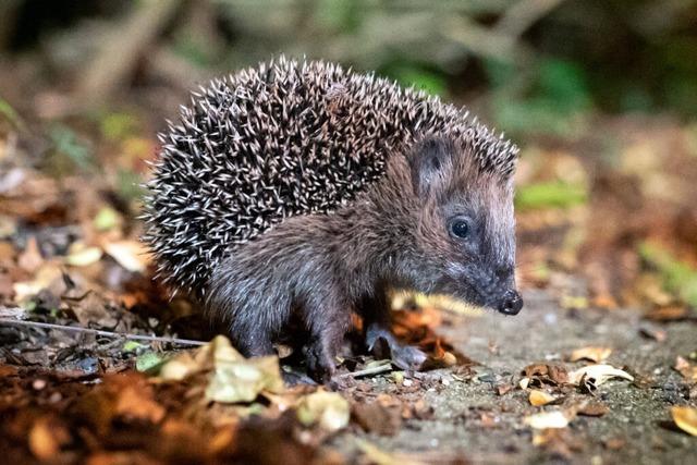 Das Tierheim Lffingen beherbergt Haus- und Wildtiere, aber auch exotische Gste