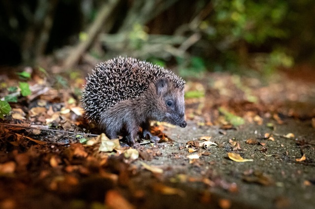 Auch Igel knnen ein Fall fr den Tierschutzverein sein. (Symbolbild)  | Foto: Jonas Walzberg (dpa)