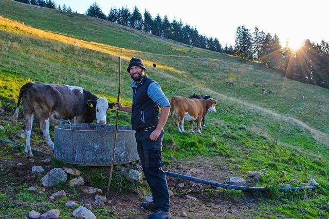 Rinder in Mnstertal leiden unter den Folgen der Feuchtigkeit