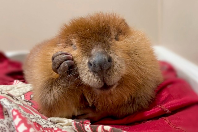 Die Biber-Dame wurde im Alter von sieben Tagen von Tierpflegern gefunden.  | Foto: Jane Newhouse/Newhouse Wildlife Rescue/AP