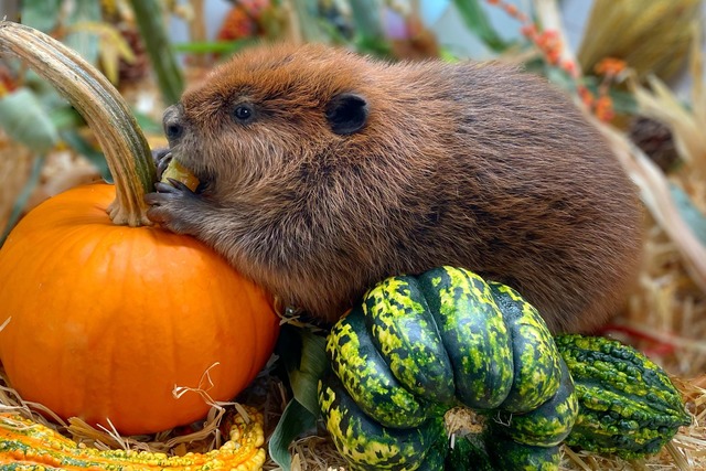 Nibi bevorzugt die Gesellschaft von Menschen.  | Foto: Jane Newhouse/Newhouse Wildlife Rescue/AP