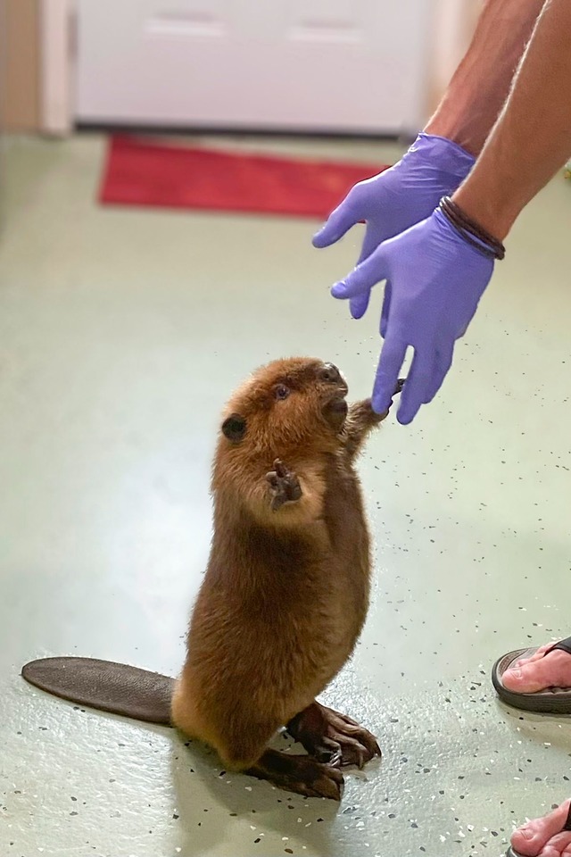 Die Biber-Dame ist nicht gerne drau&szlig;en.  | Foto: Jane Newhouse/Newhouse Wildlife Rescue/AP