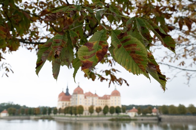 Herbst am Schloss Moritzburg nahe Dresden.  | Foto: Sebastian Kahnert/dpa