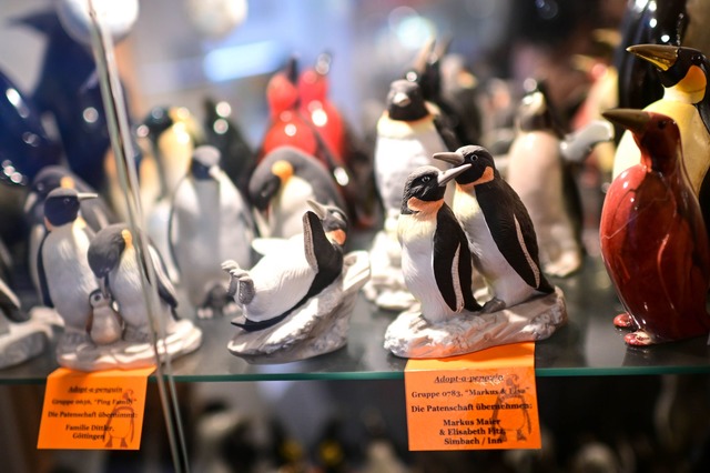 Noch bis Anfang November sind die Pinguine zu sehen.  | Foto: Sina Schuldt/dpa