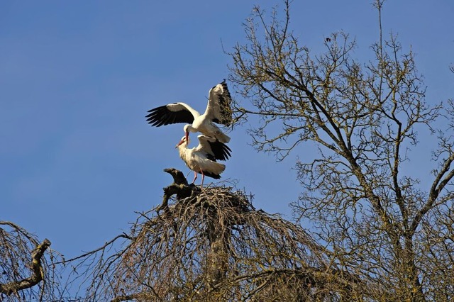 Die Strche auf der Trauerweide im Ml... sich ein neues Zuhause suchen mssen.  | Foto: Volker Mnch