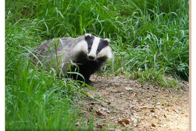 Tierisches Freiburg: Das Leben ist kein Mundenhof