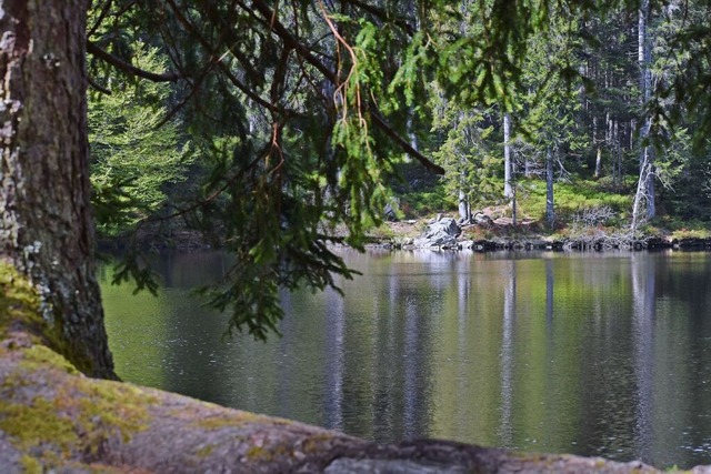 Von hohen Bumen umgeben: der Mathisleweiher in Hinterzarten.  | Foto: Silke Kohlmann