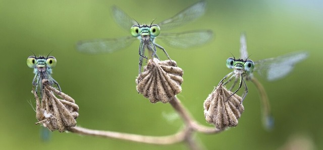   | Foto: Alberto Ghizzi Panizza