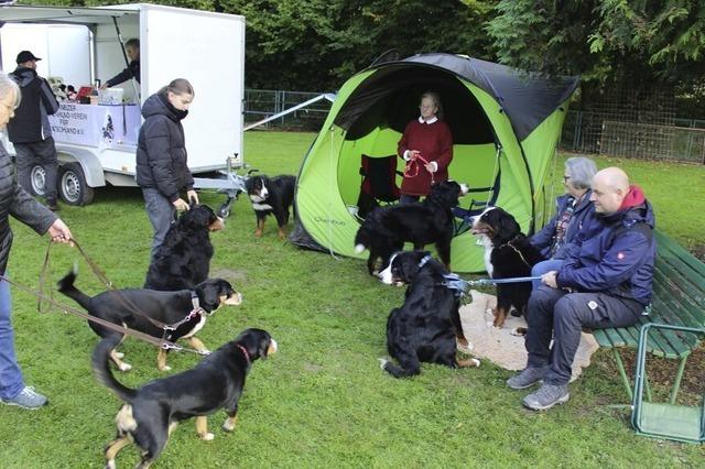 Sennenhundetreffen in Kappel-Grafenhausen