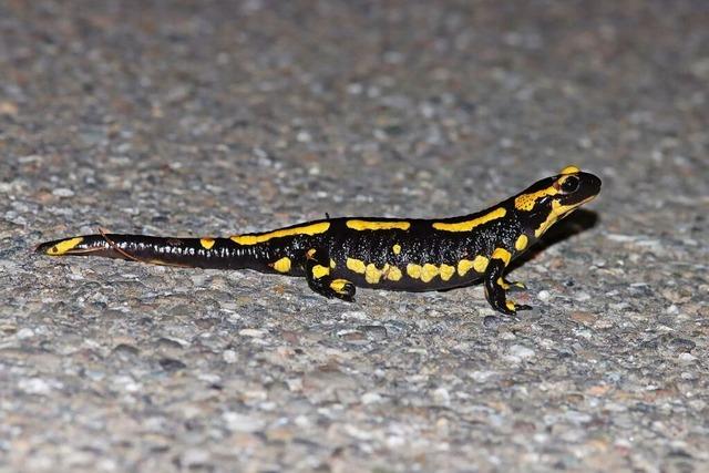 Achtung, Amphibien wandern auch im Herbst ber Markgrfler Straen