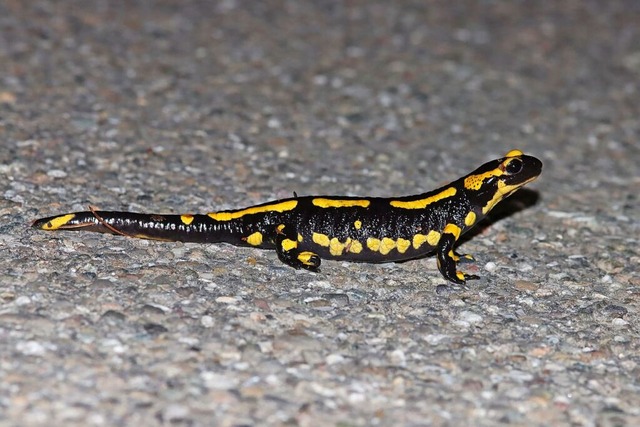 Dem Feuersalamander helfen die gelben Flecken im Straenverkehr nicht.  | Foto: Siegfried Rudolf