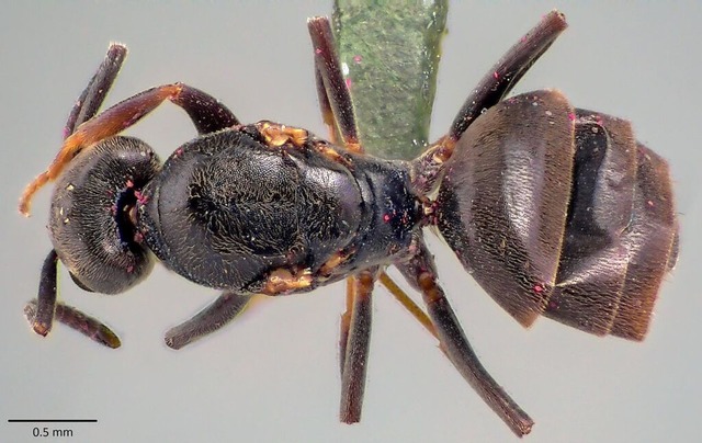 Ein Exemplar einer Tapinoma magnum: Di...jetzt auch in Schallstadt gehuft auf.  | Foto: Emmett Collins-Sussman, www.antweb.org