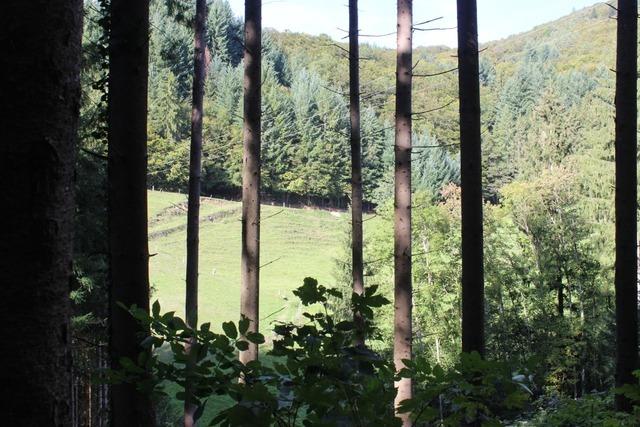 Um diese Themen geht es bei der Waldbegehung in Malsburg-Marzell