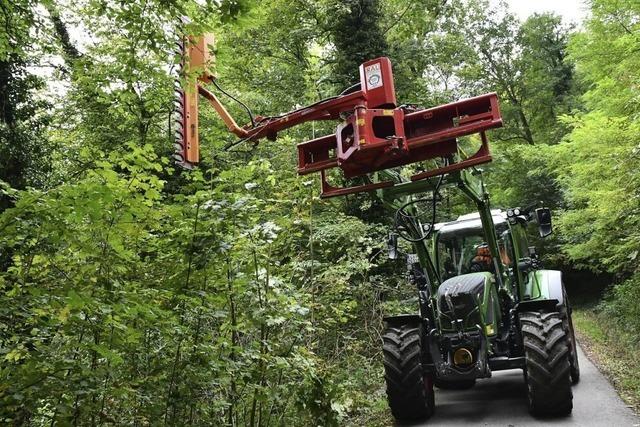 Die Astbruch-Gefahr am Hornfelsen ist gebannt