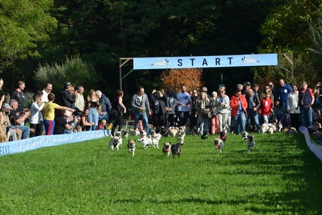 Mopsrennen in Weil am Rhein mit Tierschutz-Auflagen gestoppt