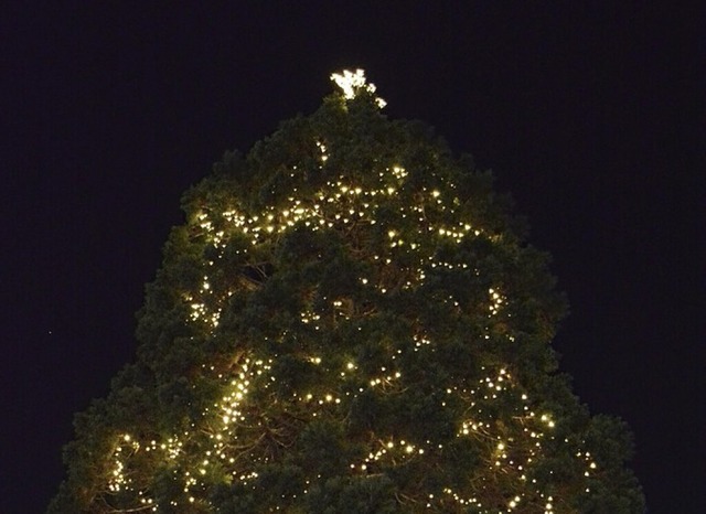 Weihnachtsbume werden gesucht.  | Foto: Hannes Lauber