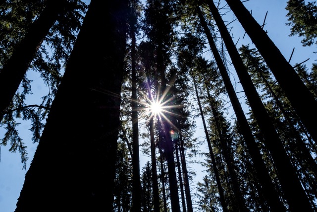 Wald bei blauem Himmel und Sonnenschein  | Foto: Andreas Drouve/dpa-tmn