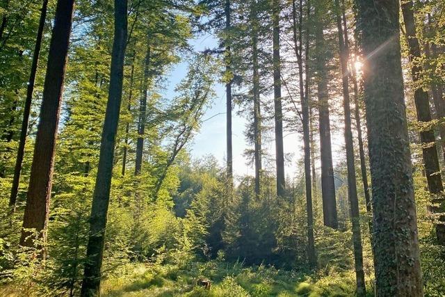 Der Wald in Bad Sckingen ist fr die Zukunft gerstet