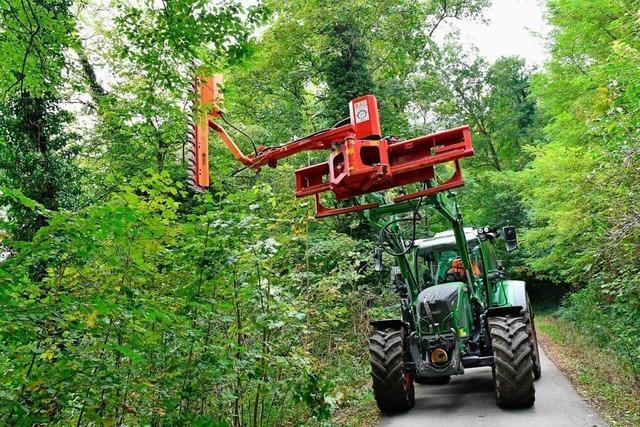 Die Astbruch-Gefahr am Hornfelsen in Grenzach ist gebannt