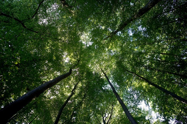 Der Wald sei mittlerweile zu einer Koh...dwirtschaftsminister Cem &Ouml;zdemir.  | Foto: Marcus Brandt/dpa