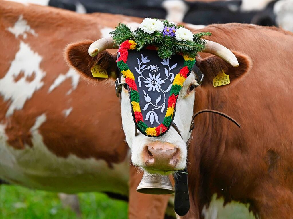 Wenn die Rinder fr die kalte Jahreszeit die hoch gelegenen Weiden verlassen, werden sie von den Menschen in Mnstertal und einem Volksfest empfangen.