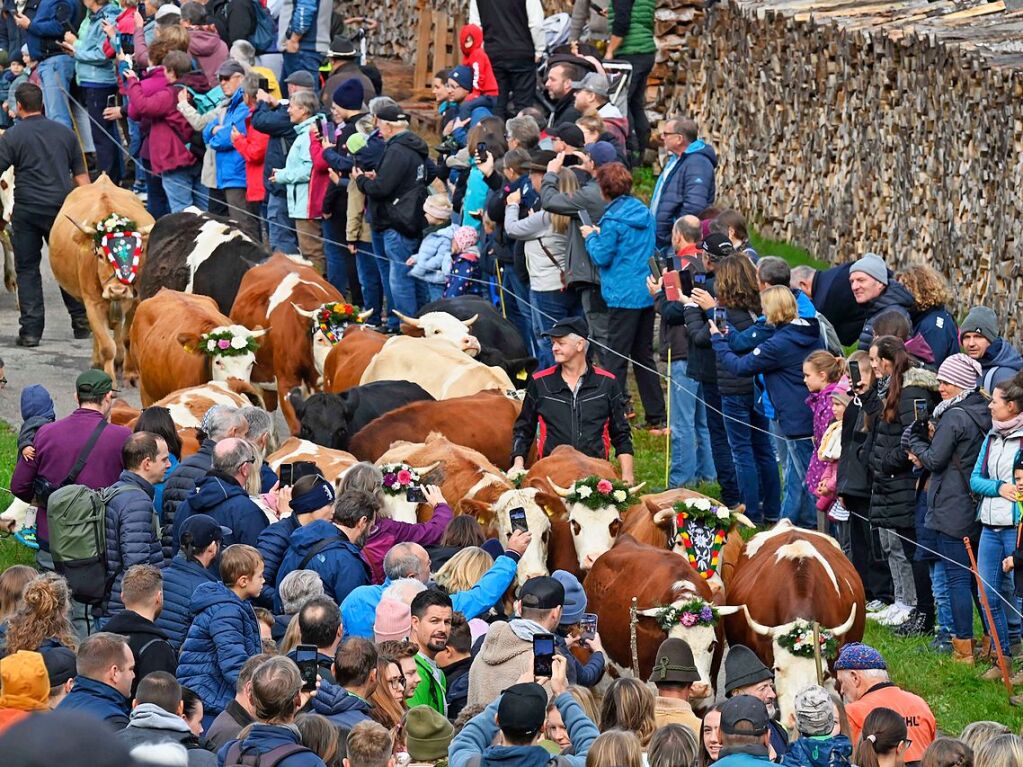 Wenn die Rinder fr die kalte Jahreszeit die hoch gelegenen Weiden verlassen, werden sie von den Menschen in Mnstertal und einem Volksfest empfangen.