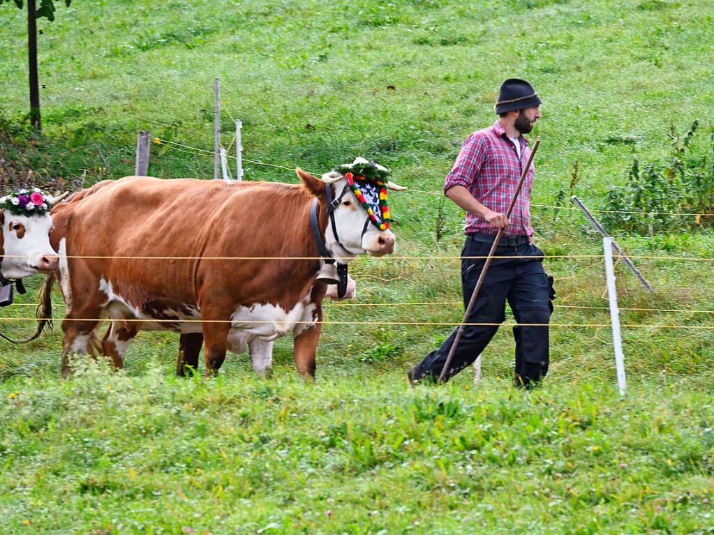 Wenn die Rinder fr die kalte Jahreszeit die hoch gelegenen Weiden verlassen, werden sie von den Menschen in Mnstertal und einem Volksfest empfangen.