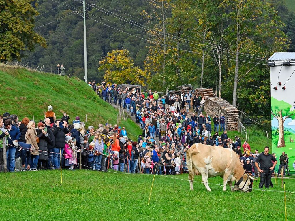 Wenn die Rinder fr die kalte Jahreszeit die hoch gelegenen Weiden verlassen, werden sie von den Menschen in Mnstertal und einem Volksfest empfangen.