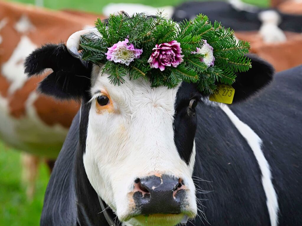 Wenn die Rinder fr die kalte Jahreszeit die hoch gelegenen Weiden verlassen, werden sie von den Menschen in Mnstertal und einem Volksfest empfangen.