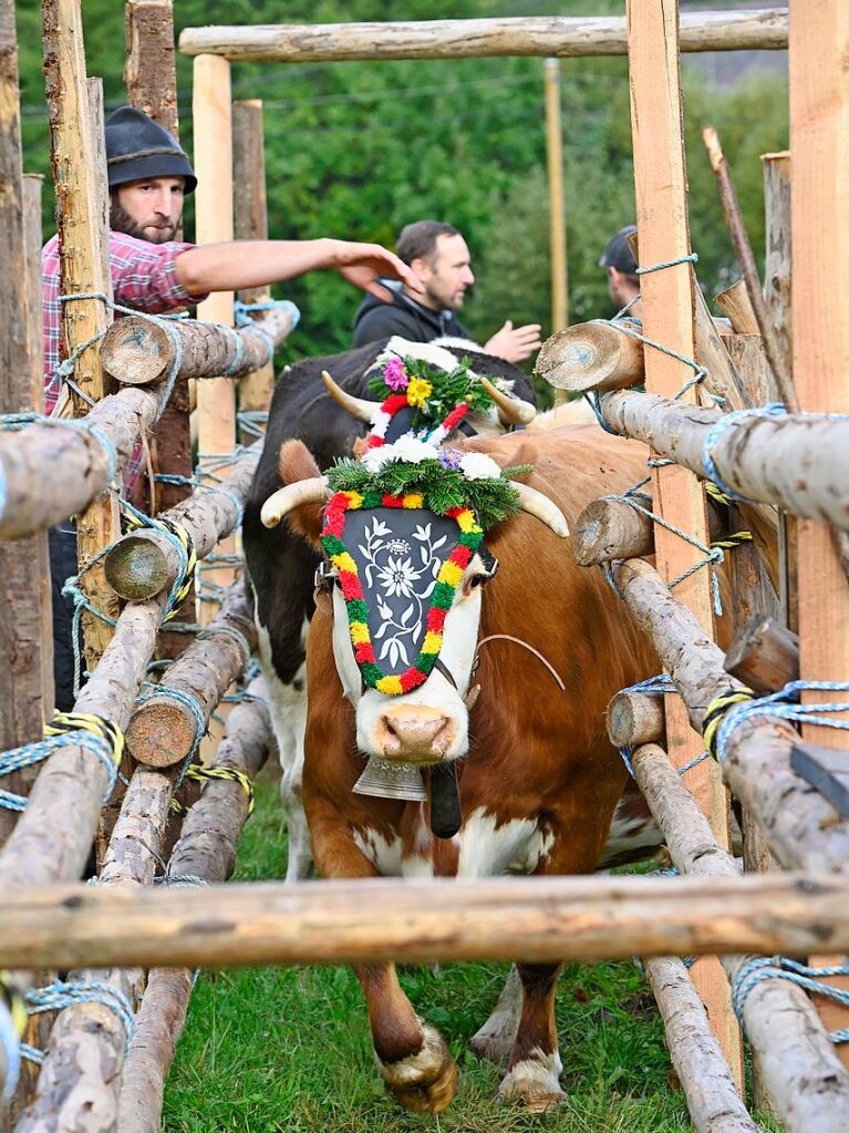 Wenn die Rinder fr die kalte Jahreszeit die hoch gelegenen Weiden verlassen, werden sie von den Menschen in Mnstertal und einem Volksfest empfangen.