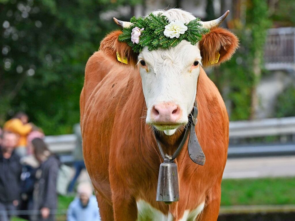 Wenn die Rinder fr die kalte Jahreszeit die hoch gelegenen Weiden verlassen, werden sie von den Menschen in Mnstertal und einem Volksfest empfangen.