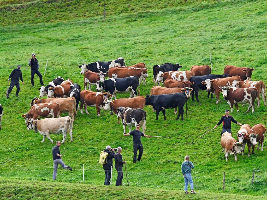 Wenn die Rinder fr die kalte Jahreszeit die hoch gelegenen Weiden verlassen, werden sie von den Menschen in Mnstertal und einem Volksfest empfangen.