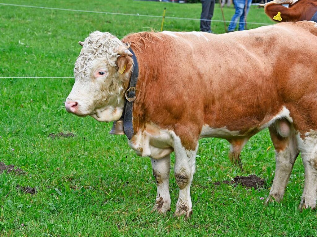 Wenn die Rinder fr die kalte Jahreszeit die hoch gelegenen Weiden verlassen, werden sie von den Menschen in Mnstertal und einem Volksfest empfangen.