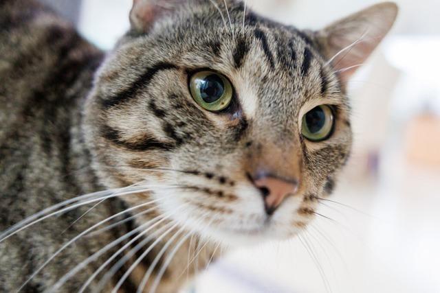 Was kommt da auf Katzenhalter in Wutach und Bonndorf zu?