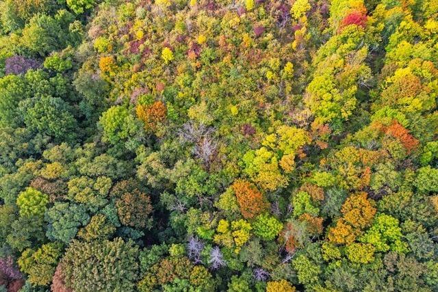 Der Klimahelfer Wald ist tot