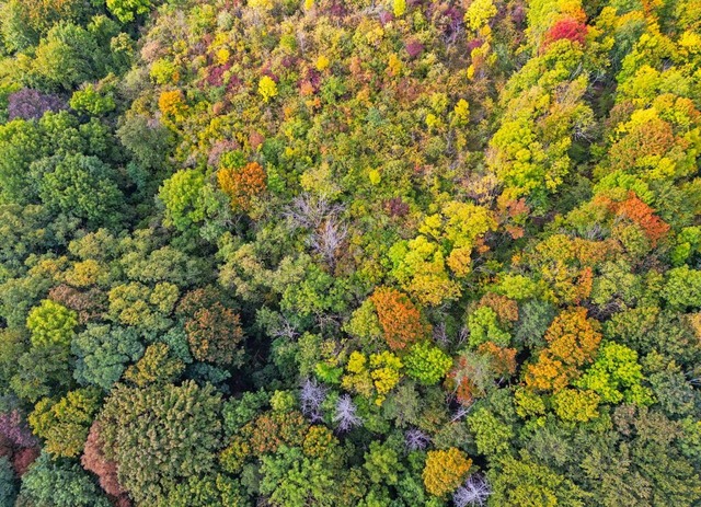 Es gilt, den Wald nicht nur als Wirtsc...s  den Menschen schtzendes kosystem.  | Foto: Patrick Pleul (dpa)