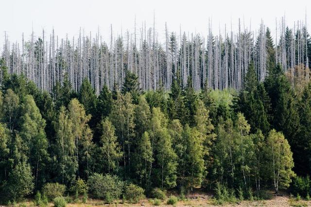 Der deutsche Wald hilft nicht mehr beim Klimaschutz